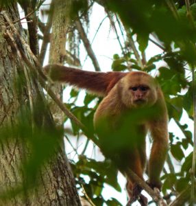 Ecuadorian Capuchin monkey