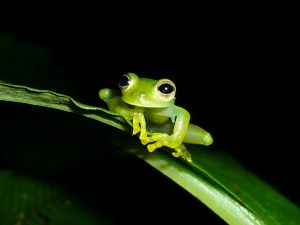Glass Frog at El Pahuma