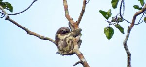 Three-toed Sloth in Amazon rainforest