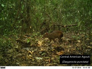 Agouti in Lalo Loor Dry Forest