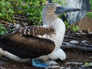 Blue-footed Booby & Chick