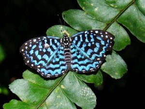 Blue Nymphalid butterfly in Amazon Rainforest