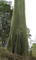 Ceiba Trichistandra in Lalo Loor