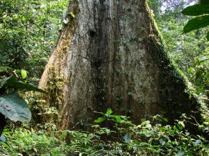 Ceiba Tree Giant Buttress Roots