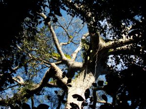 Ceiba Tree Looking Up
