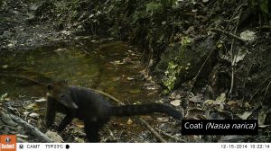 Coati in Lalo Loor Dry Forest