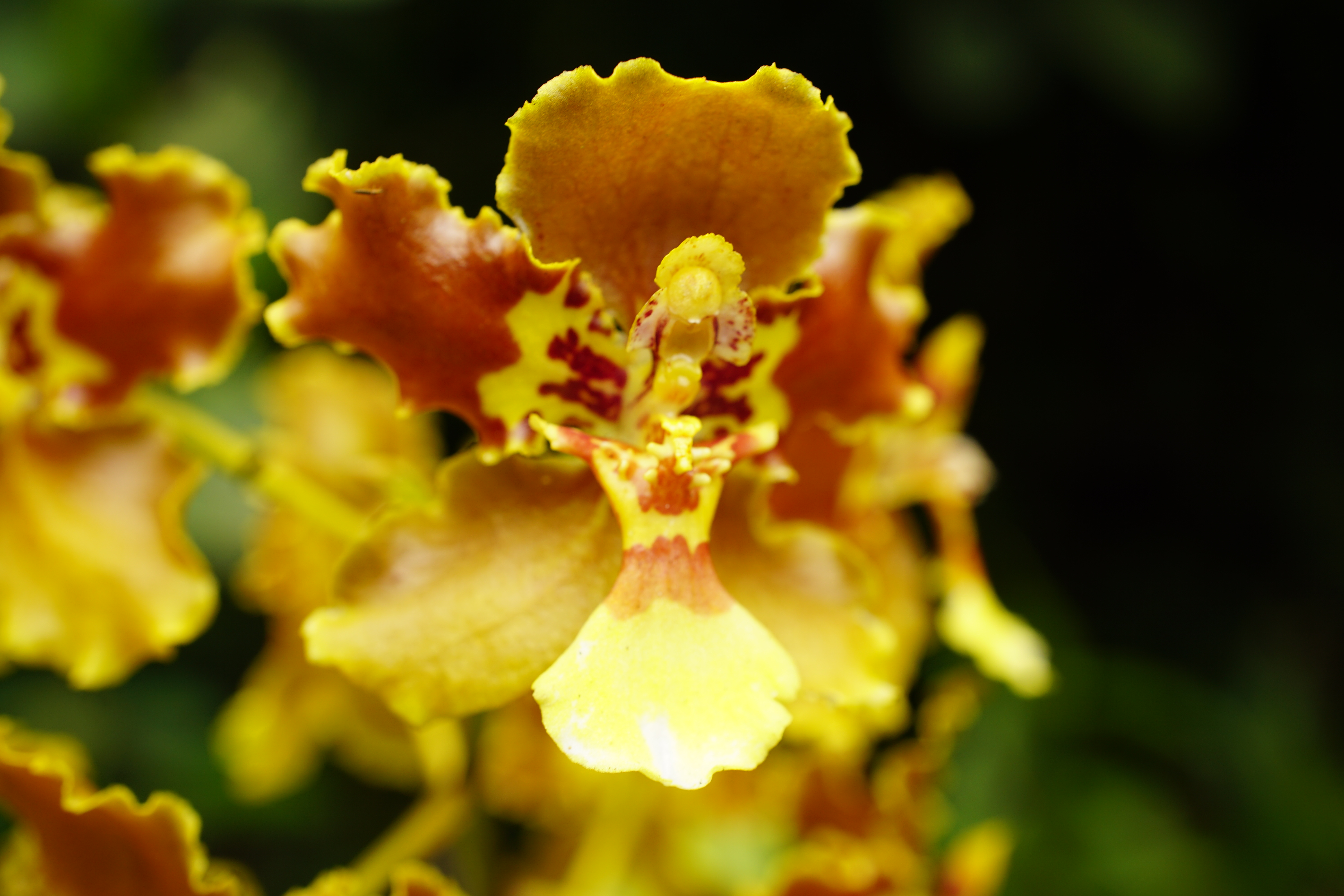 Cyrtochilum Orchid Flower at El Pahuma