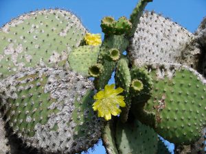 Giant Cactus Blooms in Galapagos