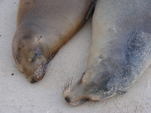 Sea Lion in Galapagos