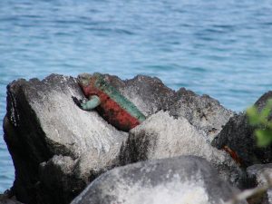 Marine Iguana on Española Island