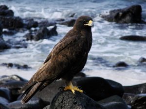 Galapagos Hawk near Shore