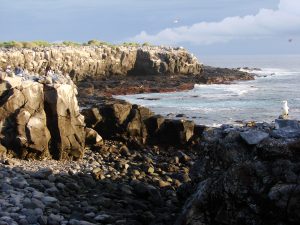 Nazca Booby Breeding Colony in Galapagos