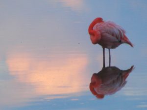 Flamingo in Galapagos
