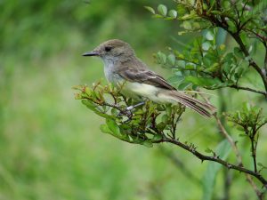 Galapagos Flycatcher (banded)