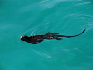 Marine Iguana Swimming in Galapagos