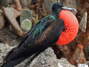 Great Frigatebird in Galapagos