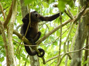 Howler Monkey in Lalo Loor Dry Forest
