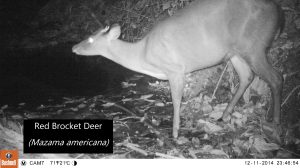 Deer in Lalo Loor Dry Forest