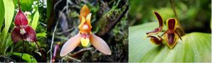 Orchids - El Pahuma