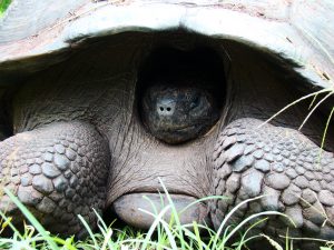 Giant Tortoise in Galapagos