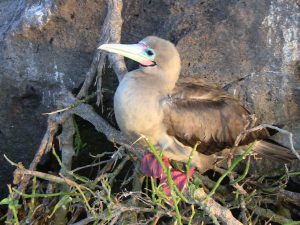 Red-footed Booby in Galapagos