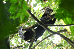 Tayra in Lalo Loor Dry Forest
