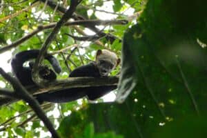 Tayra in Lalo Loor Dry Forest