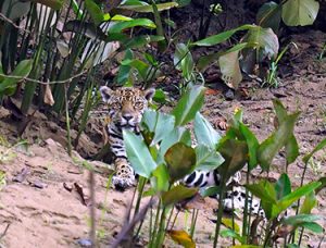 Jaguar in Ecuadorian Amazon