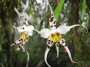 White Oncidium Orchid Flower at El Pahuma