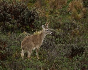White-tailed Deer in Cayambe-Coca paramo