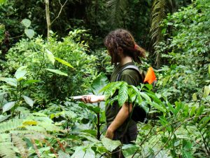 TCS Student Studies Rainforest Structure