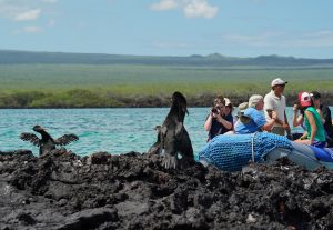 TCS Students photograph flightless cormorants in the Galapagos
