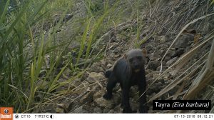 Tayra in Lalo Loor Dry Forest