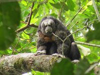 Equatorial Saki Monkey