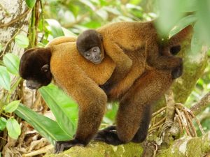 Woolly Monkey and juvenile from a Ceiba tree