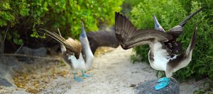 Blue-footed Boobies courtship display