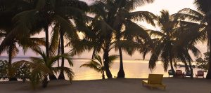 Caribbean sunset behind palms in Belize