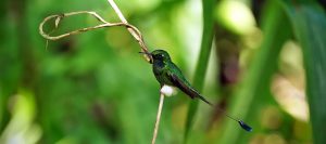 Booted Racket-tail Hummingbird male at El Pahuma