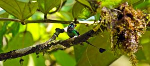 Booted Racket-Tail hummingbird at El Pahuma Orchid Reserve