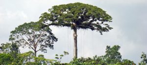 Ceiba tree on Napo River