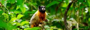 Golden-mantled Tamarin Amazon Rainforest