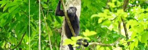 Mantled Howler monkey at Lalo Loor reserve