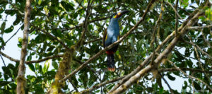 Plate-billed Mountain-Toucan