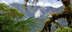 Cloud forest epiphytes at El Pahuma