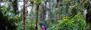 El Pahuma cloud forest interior and visitors
