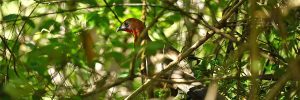 Rufous-headed Chachalaca in Lalo Loor forest