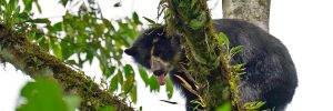 Spectacled Bear sticks out its tongue while climbing