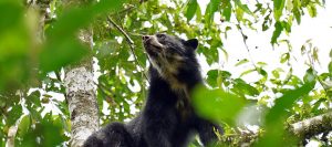 Spectacled Bear in cloud forest tree