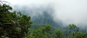 Andean Cloud Forests