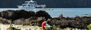 Magnificent Frigatebird and Galapagos Yacht